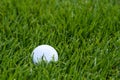 White golf ball deep in the tall grass of the rough, early morning dew on the grass Royalty Free Stock Photo
