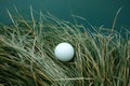 White golf ball in the long grass, white golf ball resting among blades of long grass Royalty Free Stock Photo