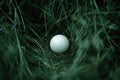 White golf ball in the long grass, white golf ball resting among blades of long grass Royalty Free Stock Photo