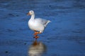 White goose Royalty Free Stock Photo