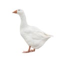 White Goose