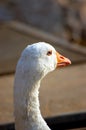 A white goose