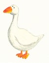 White Goose Royalty Free Stock Photo