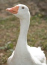 White goose