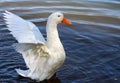 White goose Royalty Free Stock Photo