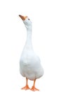 White goose Royalty Free Stock Photo