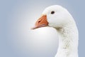 White goose anser anser domesticus close-up shot with soft gradient background Royalty Free Stock Photo