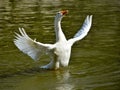 White goose wings opened in water