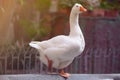 White goose in Barcelona in Park Royalty Free Stock Photo