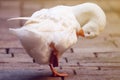 White goose Royalty Free Stock Photo
