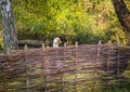 White goose behind farm fence Royalty Free Stock Photo