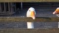 White goose behind a wooden fence closeup Royalty Free Stock Photo