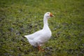 White goose bird grass background