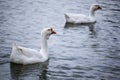 White goose bird river background