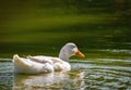 White goose bird wildlife animal Beaty calm and relaxing water lake outdoors nature landscape background