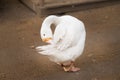 White goose cleaning itself. Domestic bird. Farm