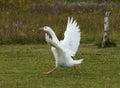 White Goose