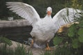 White goose coming out of the pond