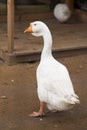 White goose, domestic bird. Farm