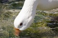 White goose drinking water Royalty Free Stock Photo