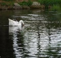 White goose drinking water from the lake Royalty Free Stock Photo