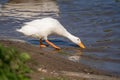 White goose drinking water Royalty Free Stock Photo