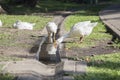 White goose drinking water in the sunshine Royalty Free Stock Photo