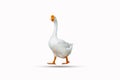 White duck isolated on a white background clipping path