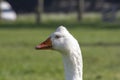 White goose, Emden goose, with orange beak and hump on the head