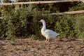 White Goose enjoying for walking in garden. Domestic goose. Goose farm. Home goose. Royalty Free Stock Photo