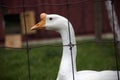 White goose behind fence farm animal bird red barn agriculture Royalty Free Stock Photo