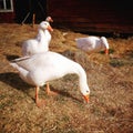 White goose in farm Royalty Free Stock Photo
