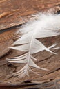 White goose feather