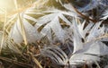 White goose feathers are covered with drops of morning dew lying on the ground. Royalty Free Stock Photo