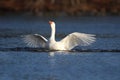 A White Goose Flapping it`s wings on a pond in Winter