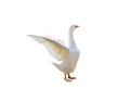 White goose flapping