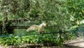 White goose flitting over the fence by the lake