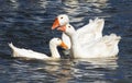 White goose floating on a blue lake Royalty Free Stock Photo