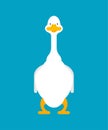 White goose front view isolated. domestic waterfowl. vector illustration