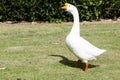 White Goose on garden. Royalty Free Stock Photo