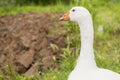 White goose in the grass