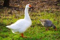 White goose and gray goose on the green meadow