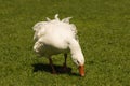 White goose grazing on meadow Royalty Free Stock Photo