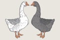 White goose, Grey goose, goose hand drawn, poultry