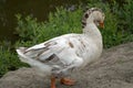 White goose walks towards the viewer on the shore of the pond against the water and green bushes Royalty Free Stock Photo