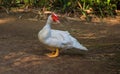 White goose on ground. Cute fat goose looking into photo camera. Royalty Free Stock Photo