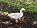 White goose on the ground Royalty Free Stock Photo