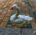 White goose on the grounds of the Catholic Cathedral in the Gothic Quarter in Barcelona Royalty Free Stock Photo