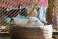 The white goose is Hatching chickens on dry hay in old car tire