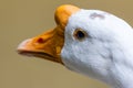 White goose head Royalty Free Stock Photo